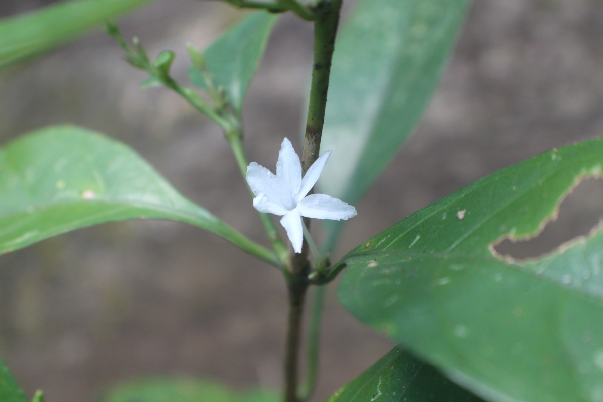 Pseuderanthemum latifolium (Vahl) B.Hansen